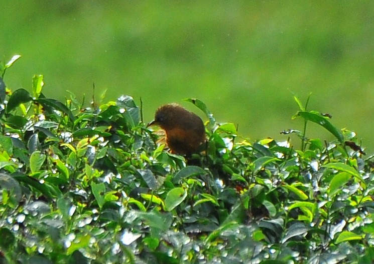 Rufous Babbler - ML640318987