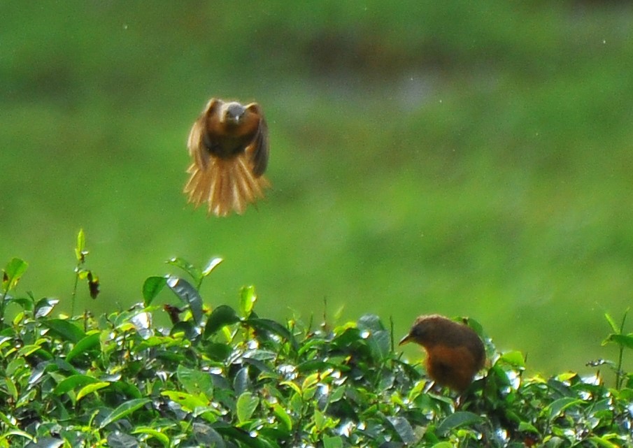 Rufous Babbler - ML640318988
