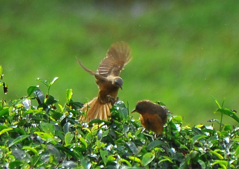 Rufous Babbler - ML640318989