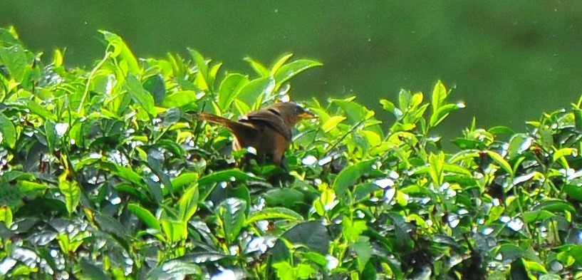 Rufous Babbler - ML640318990