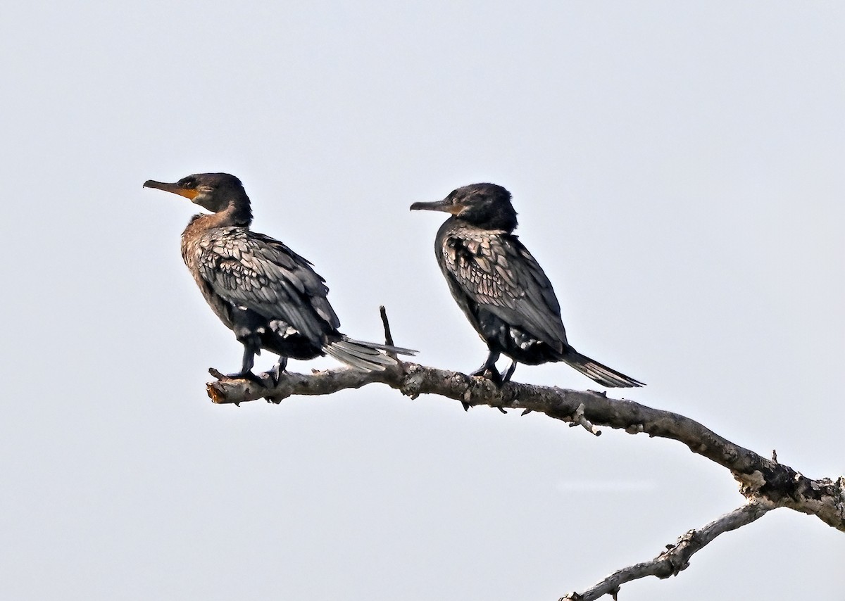 Neotropic Cormorant - ML640318991
