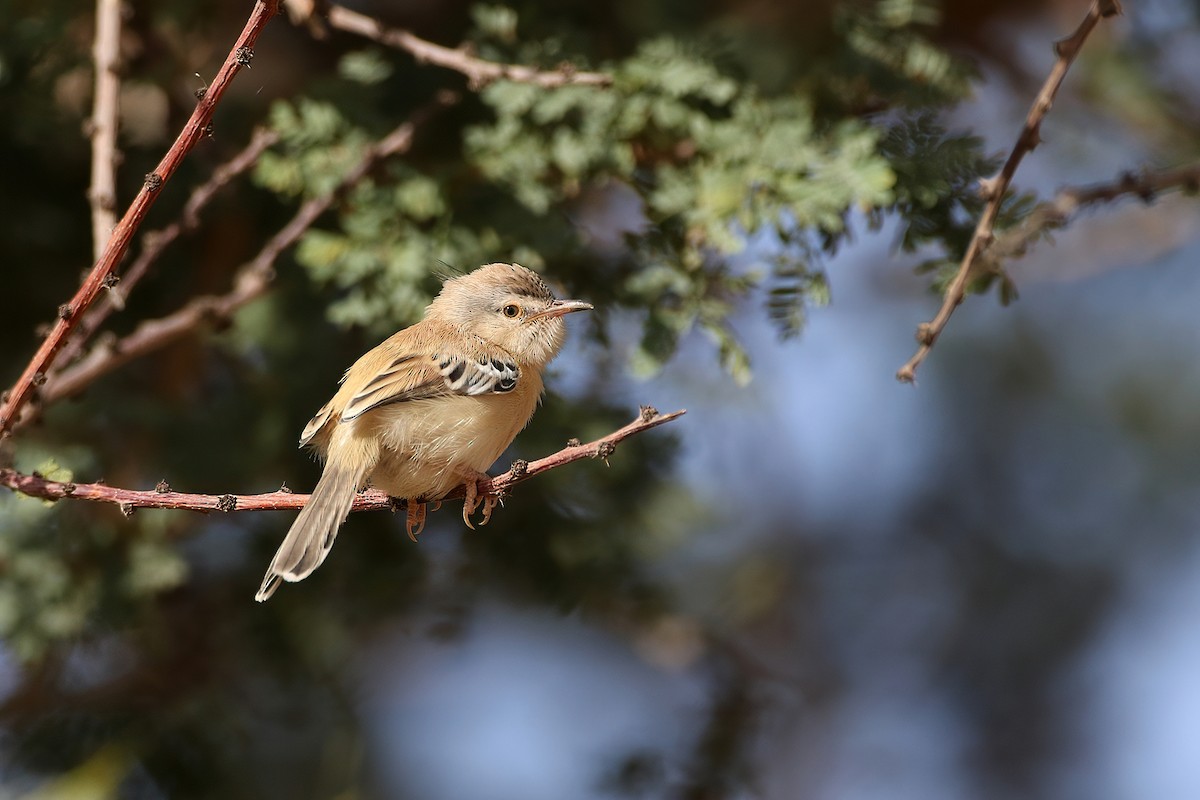 Cricket Longtail - ML640319037