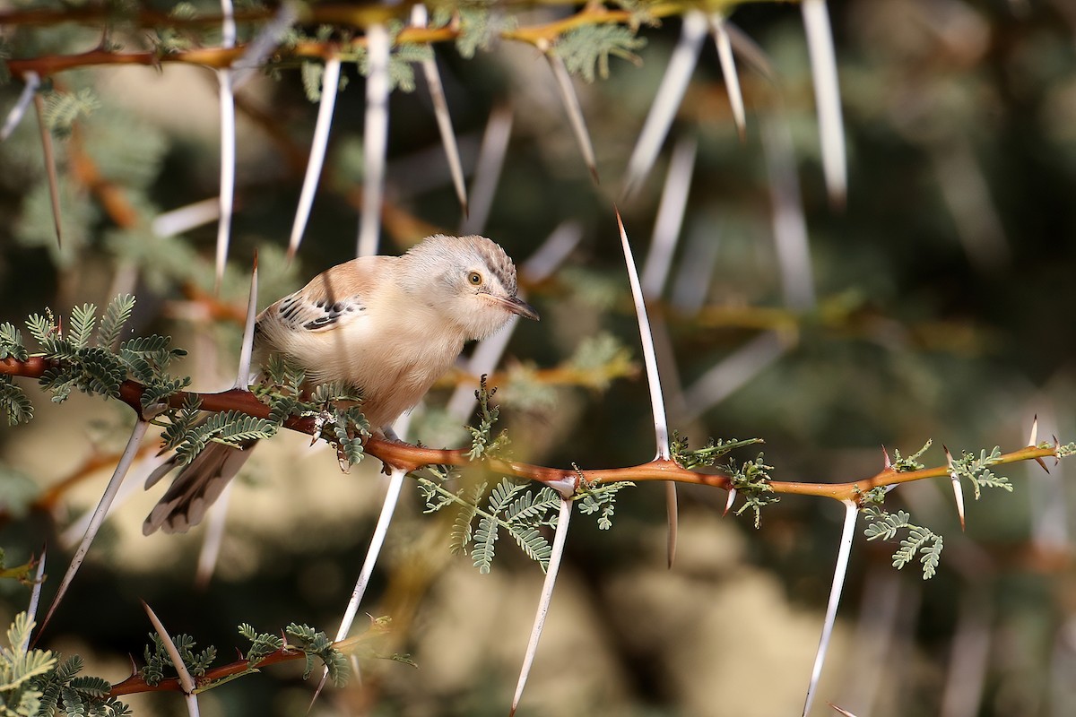 Cricket Longtail - ML640319038