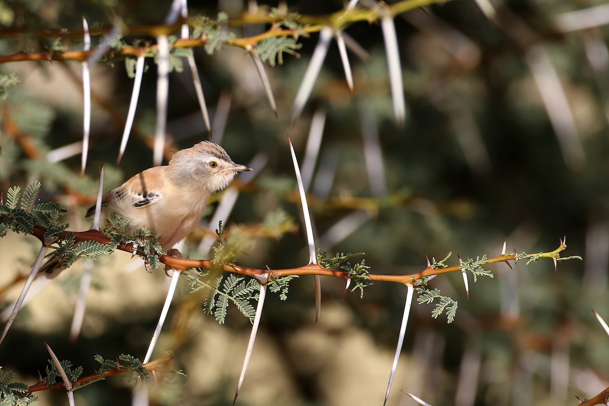 Cricket Longtail - ML640319039