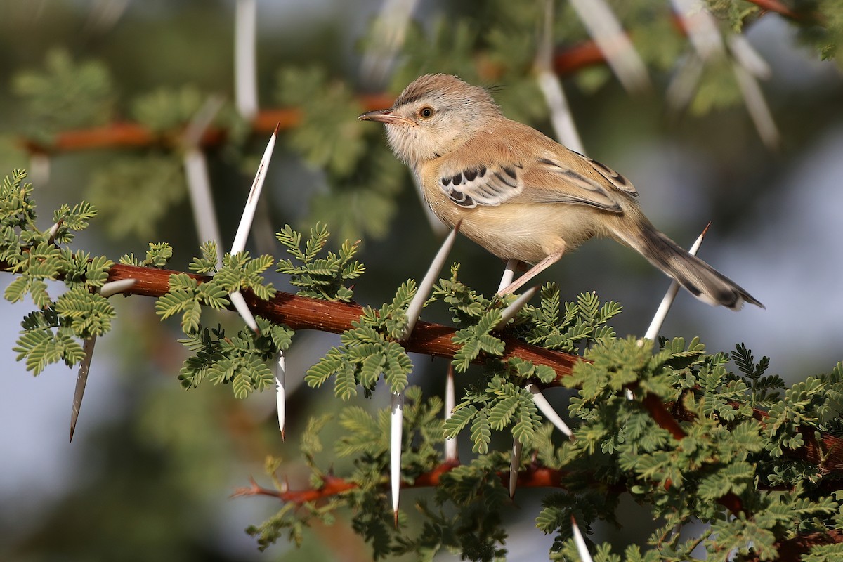 Cricket Longtail - ML640319040