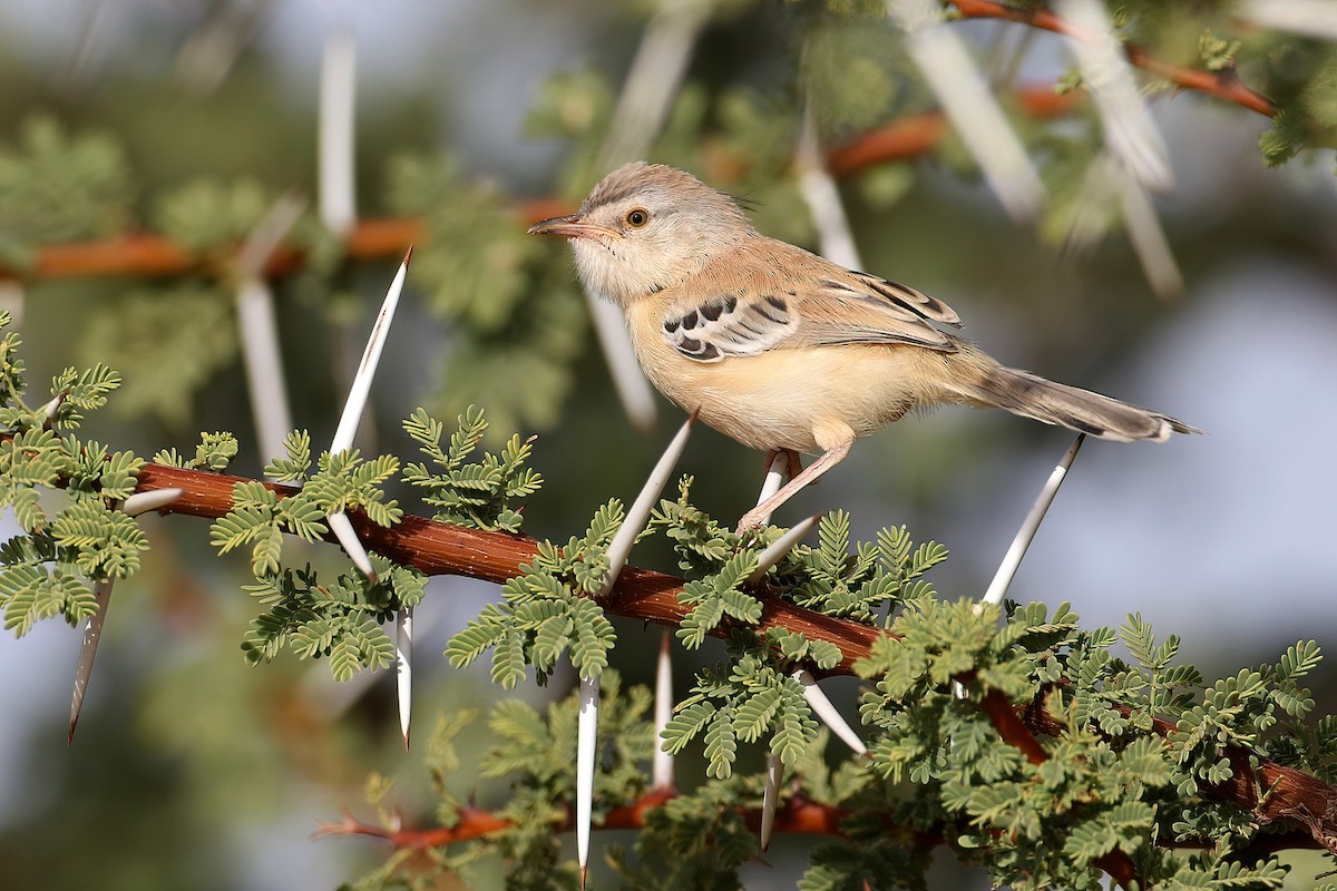 Cricket Longtail - ML640319041