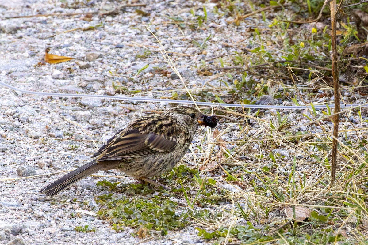 White-crowned Sparrow - ML640319062