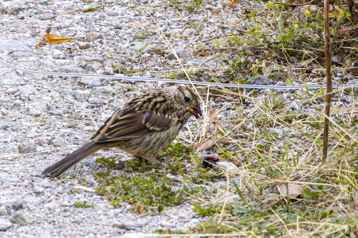 White-crowned Sparrow - ML640319063
