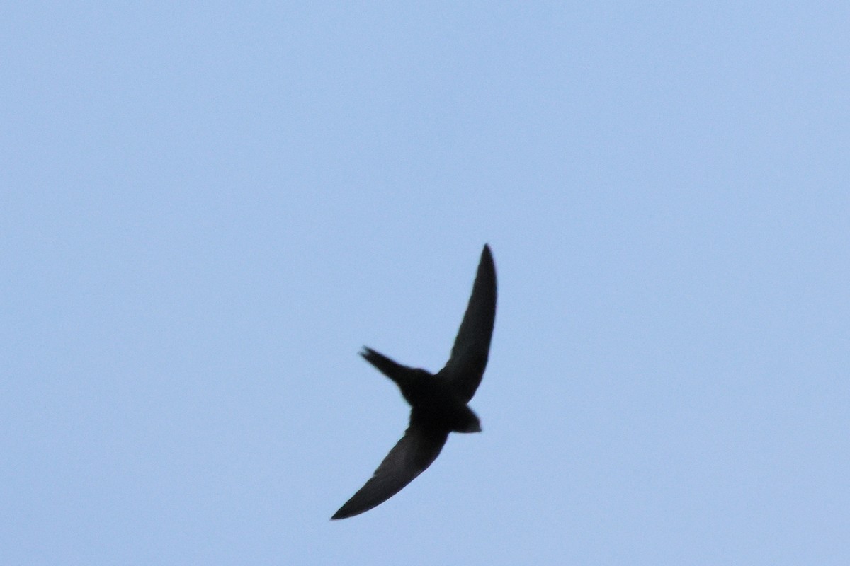 Common Swift - ML640319100