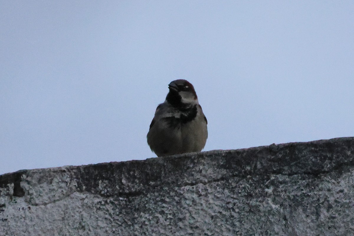 House Sparrow - ML640319103