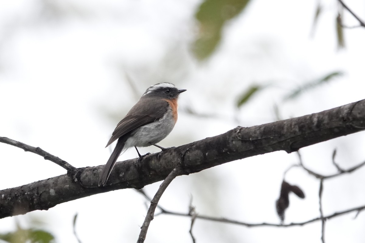 Rufous-breasted Chat-Tyrant - ML640319106