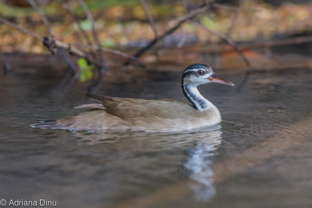 Sungrebe - ML640319117