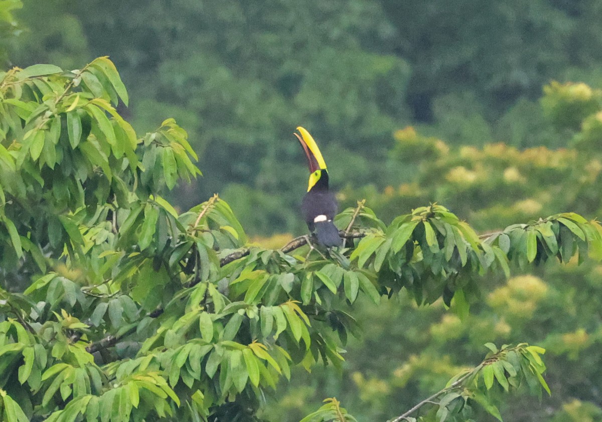 Yellow-throated Toucan (Chestnut-mandibled) - ML640319125