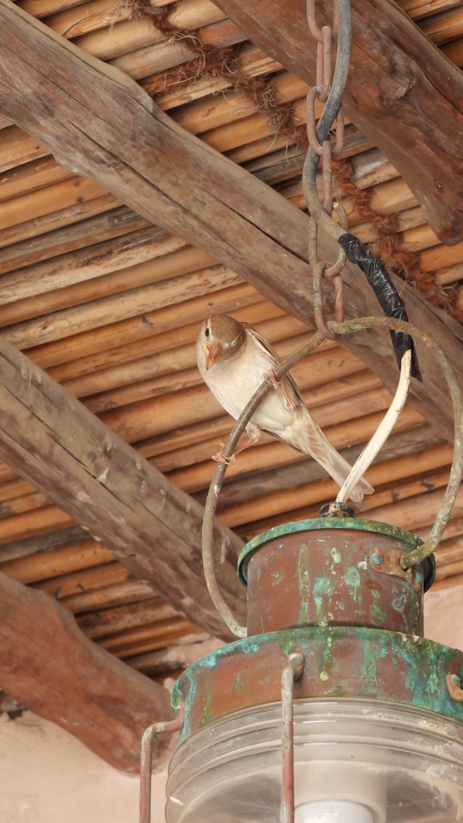 House Sparrow - ML640319135