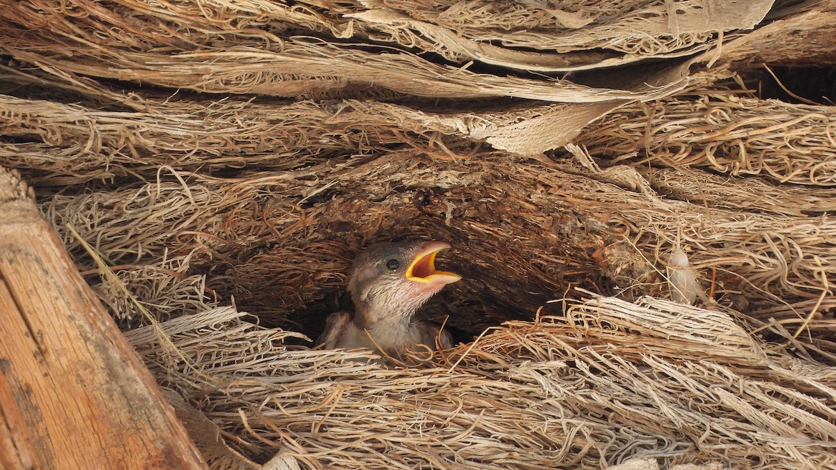 House Sparrow - ML640319136