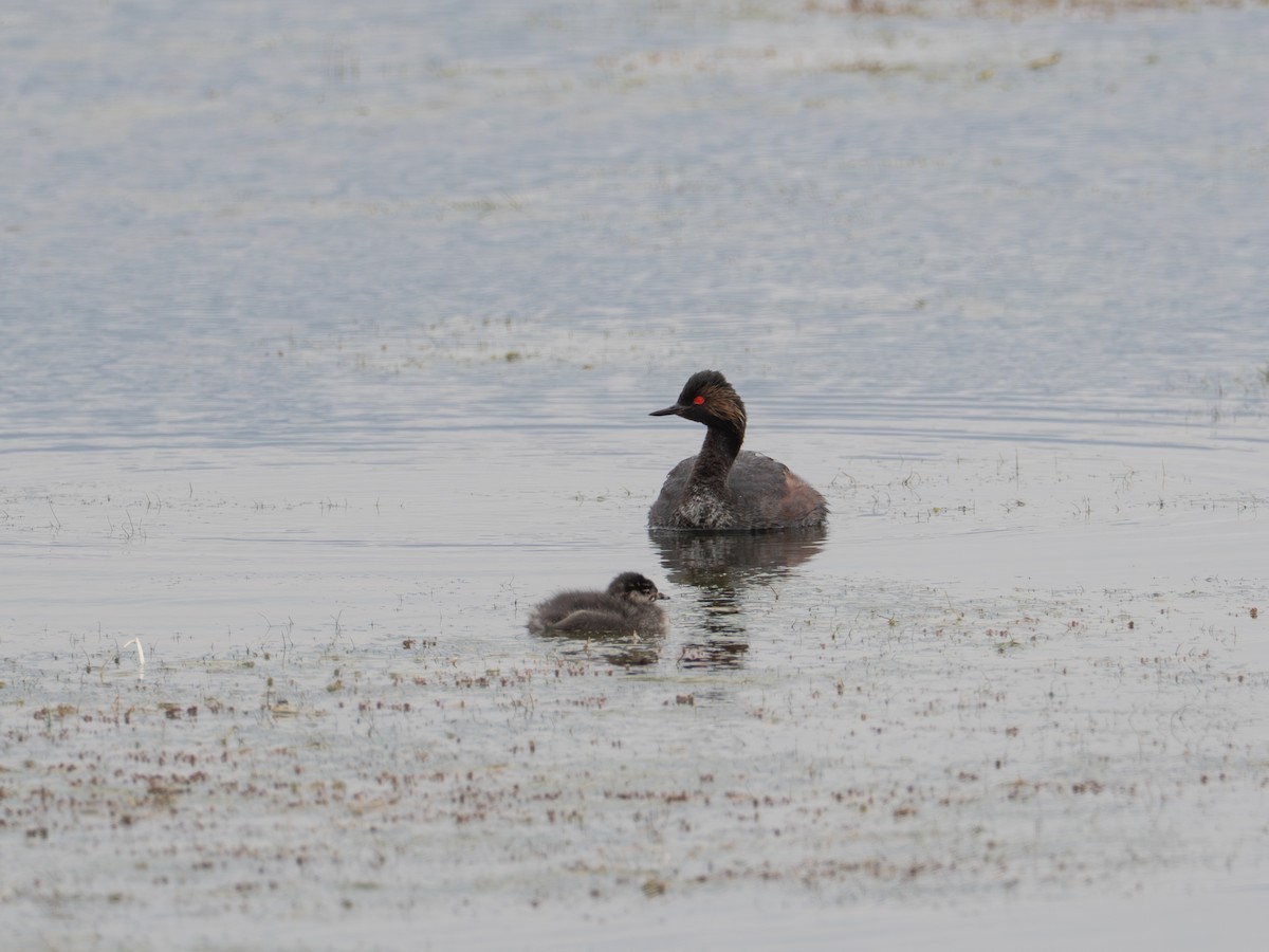 Eared Grebe - ML640319188