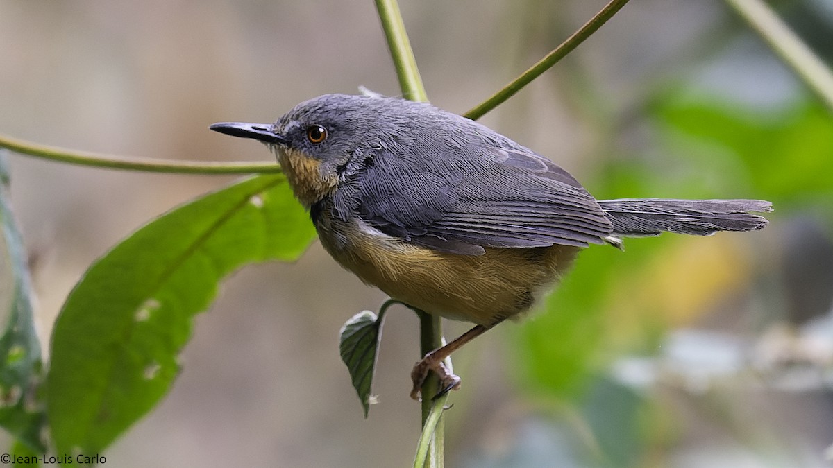 rwenzoriapalis - ML640319199