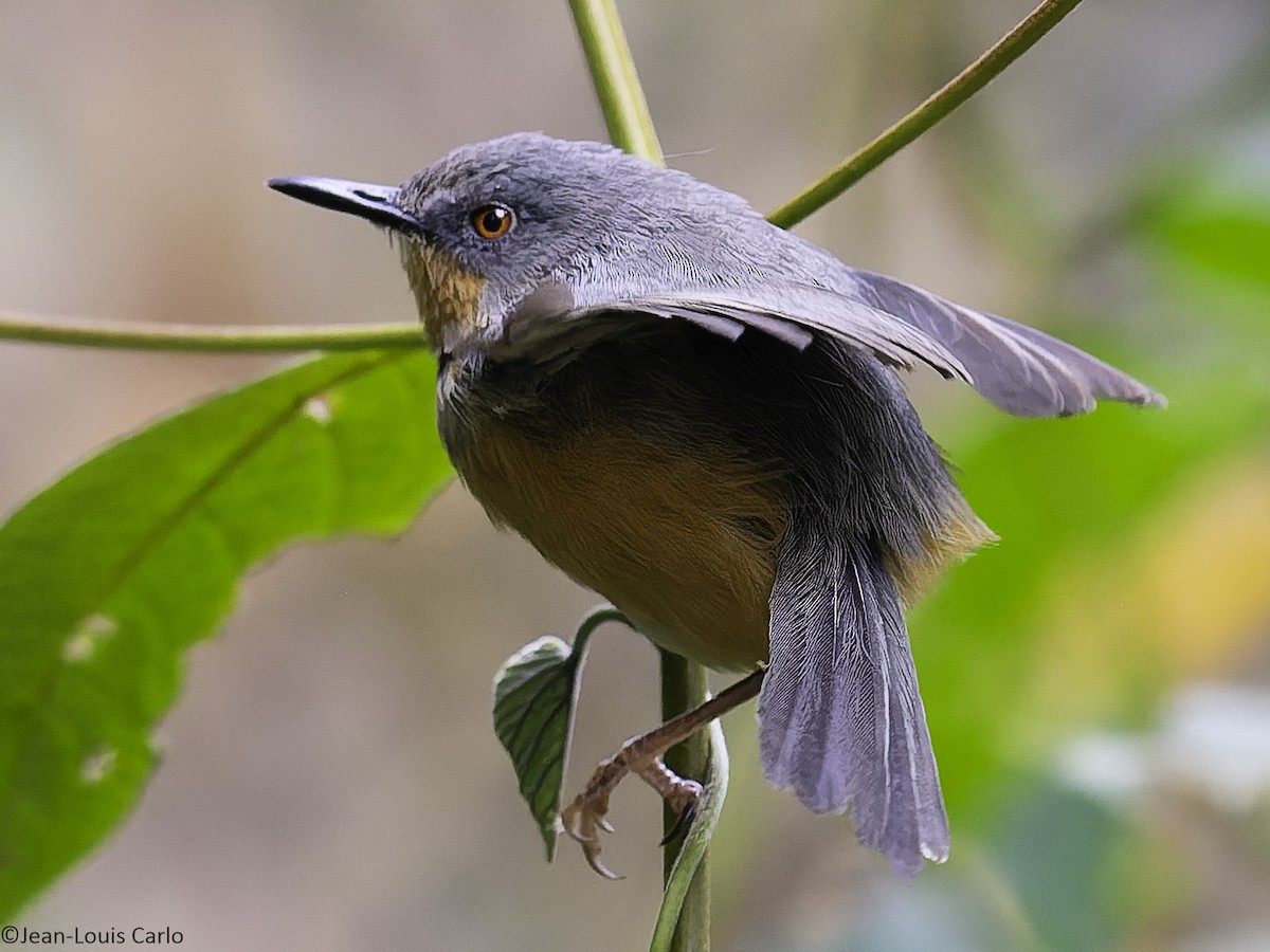 rwenzoriapalis - ML640319200