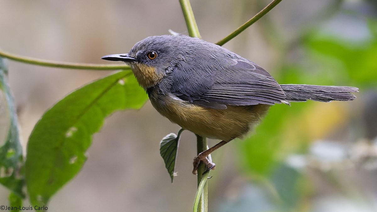 rwenzoriapalis - ML640319201