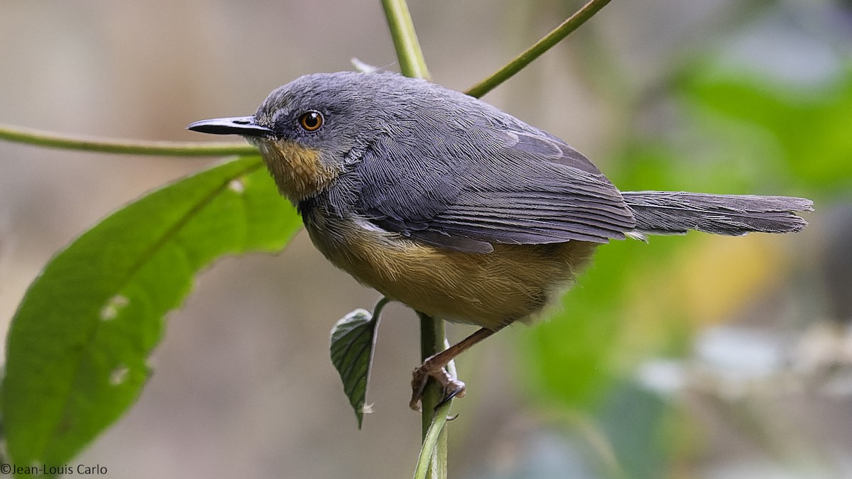rwenzoriapalis - ML640319202