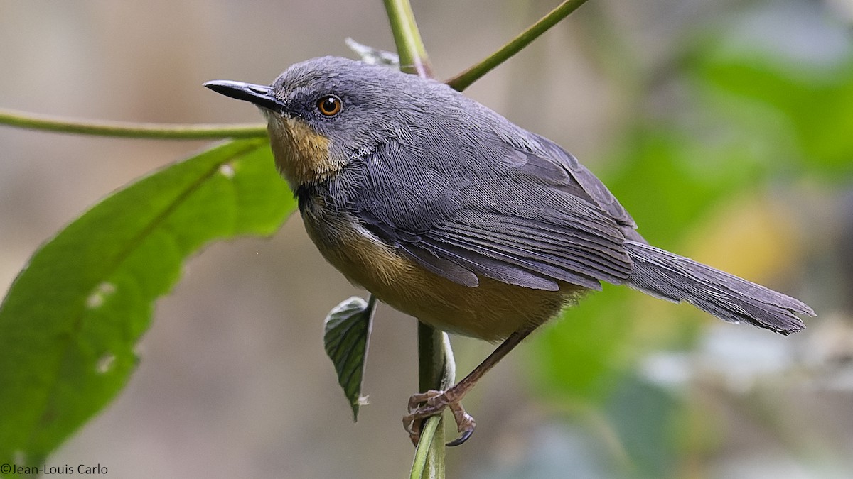 rwenzoriapalis - ML640319203
