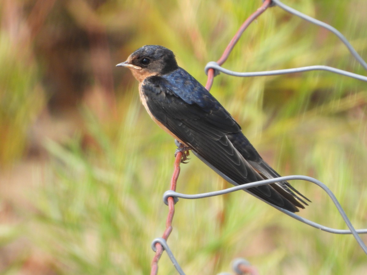 Асрын хараацай - ML640319312
