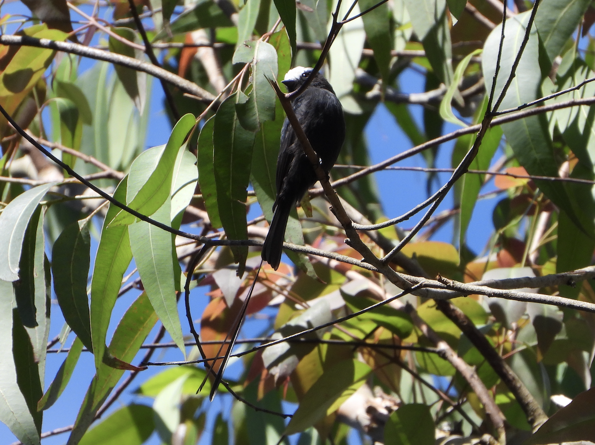 Long-tailed Tyrant - ML640319321