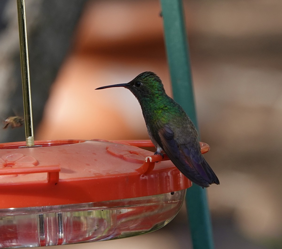 Berylline Hummingbird - ML640319348