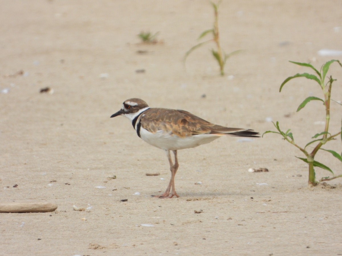 Killdeer - ML640319353