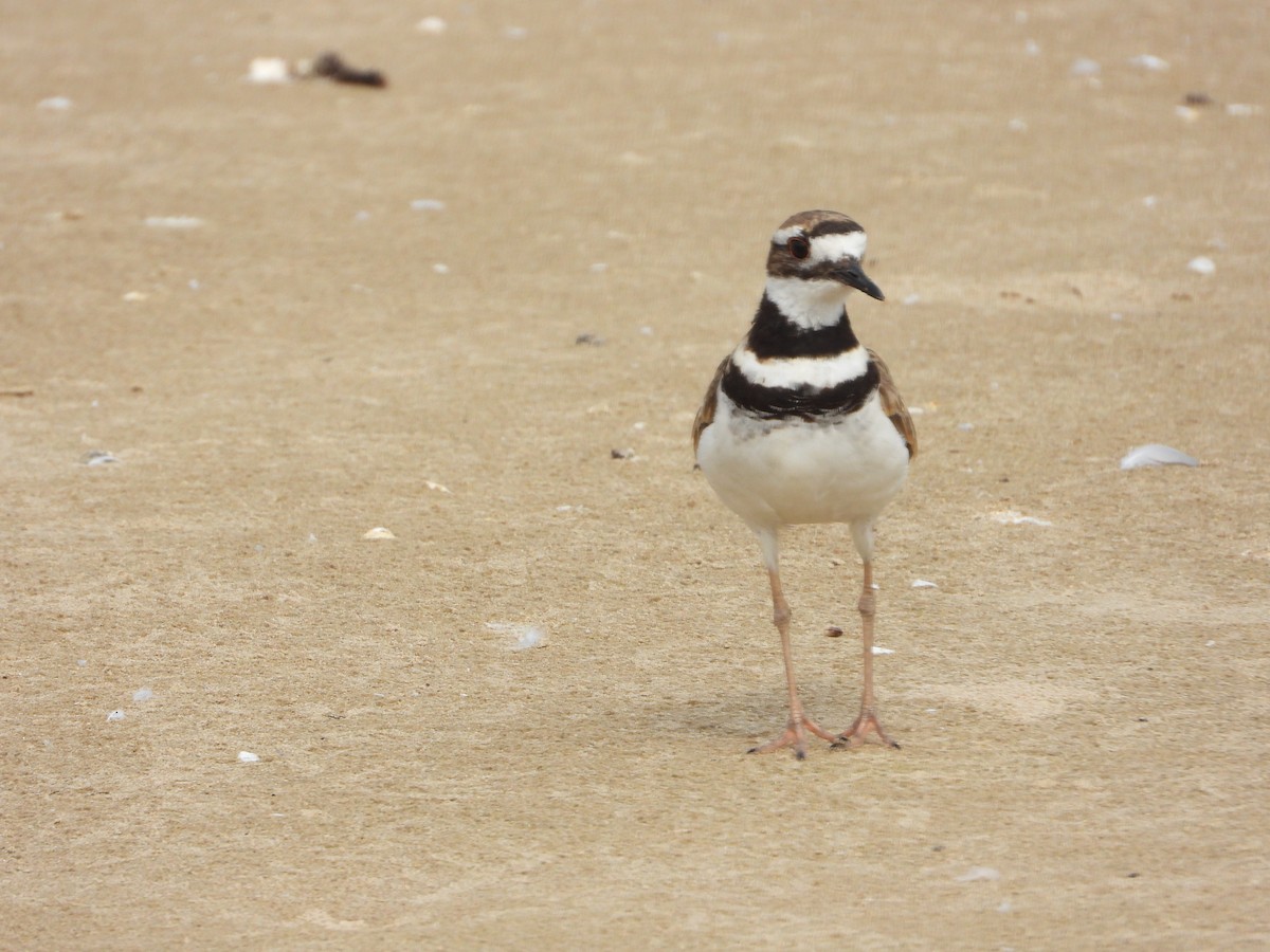 Killdeer - ML640319371