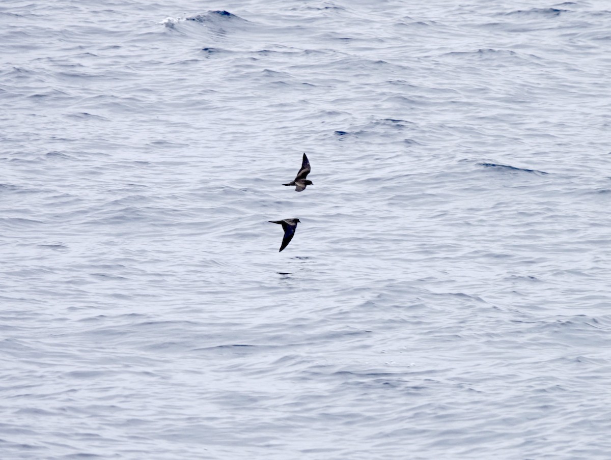 Leach's Storm-Petrel (Chapman's) - ML640319402