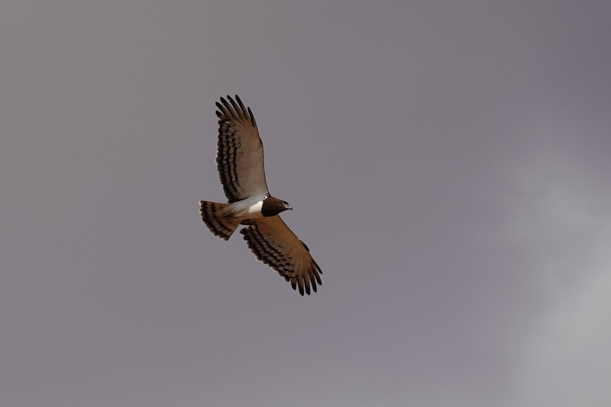 Black-chested Snake-Eagle - ML640319482