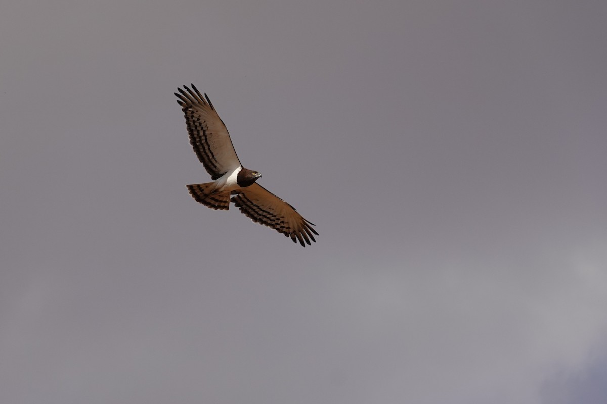 Black-chested Snake-Eagle - ML640319483
