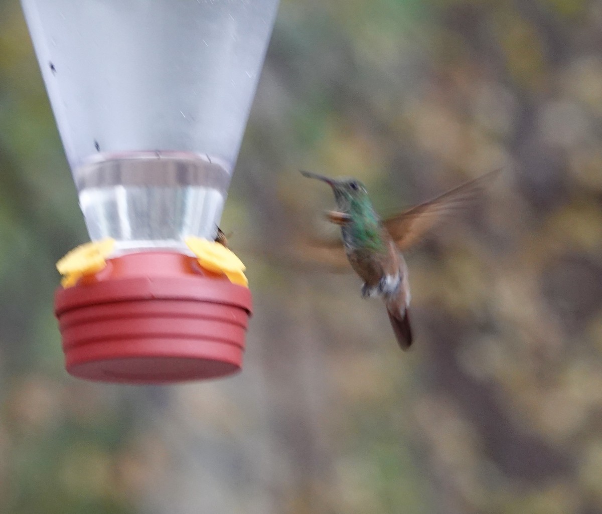 Berylline Hummingbird - ML640319487
