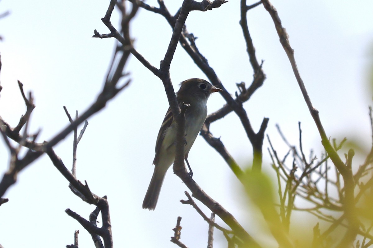 Küçük Boreal Sinekkapan - ML640319550