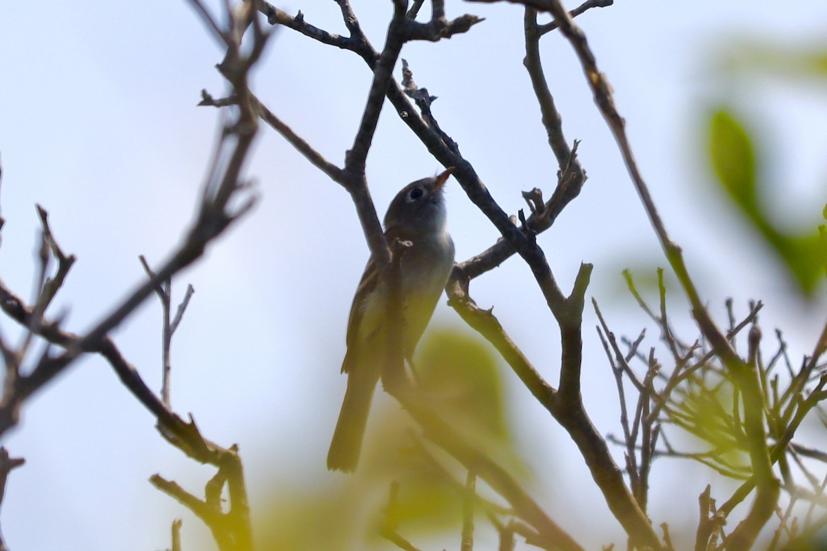 Küçük Boreal Sinekkapan - ML640319551