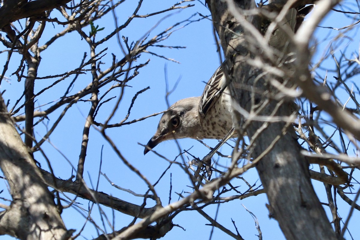 Northern Mockingbird - ML640319563