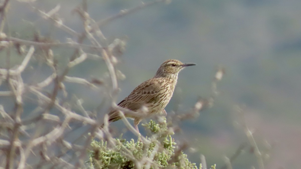 Karoo Long-billed Lark - ML640319594