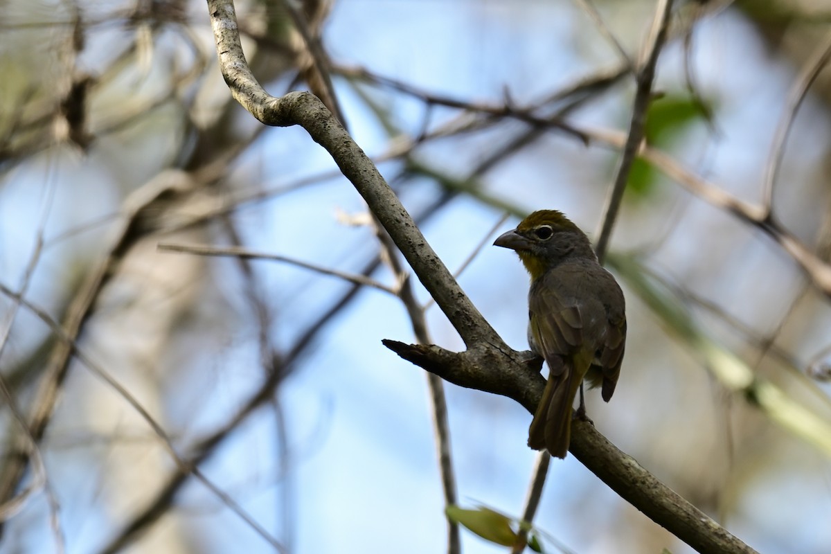 Rose-throated Tanager - ML640319680