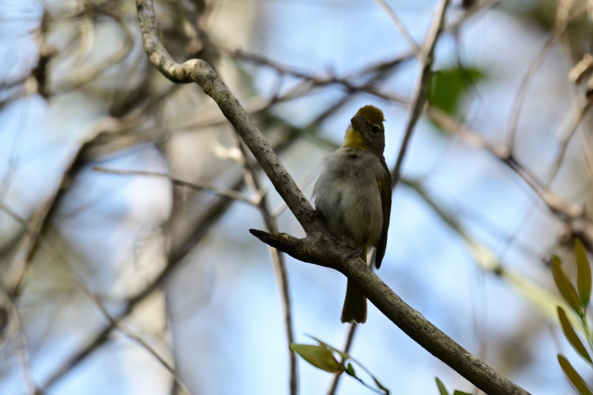 Rose-throated Tanager - ML640319681