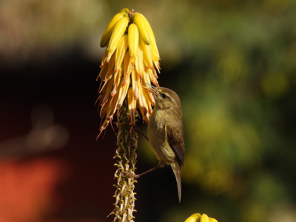 Canary Islands Chiffchaff - ML640319688
