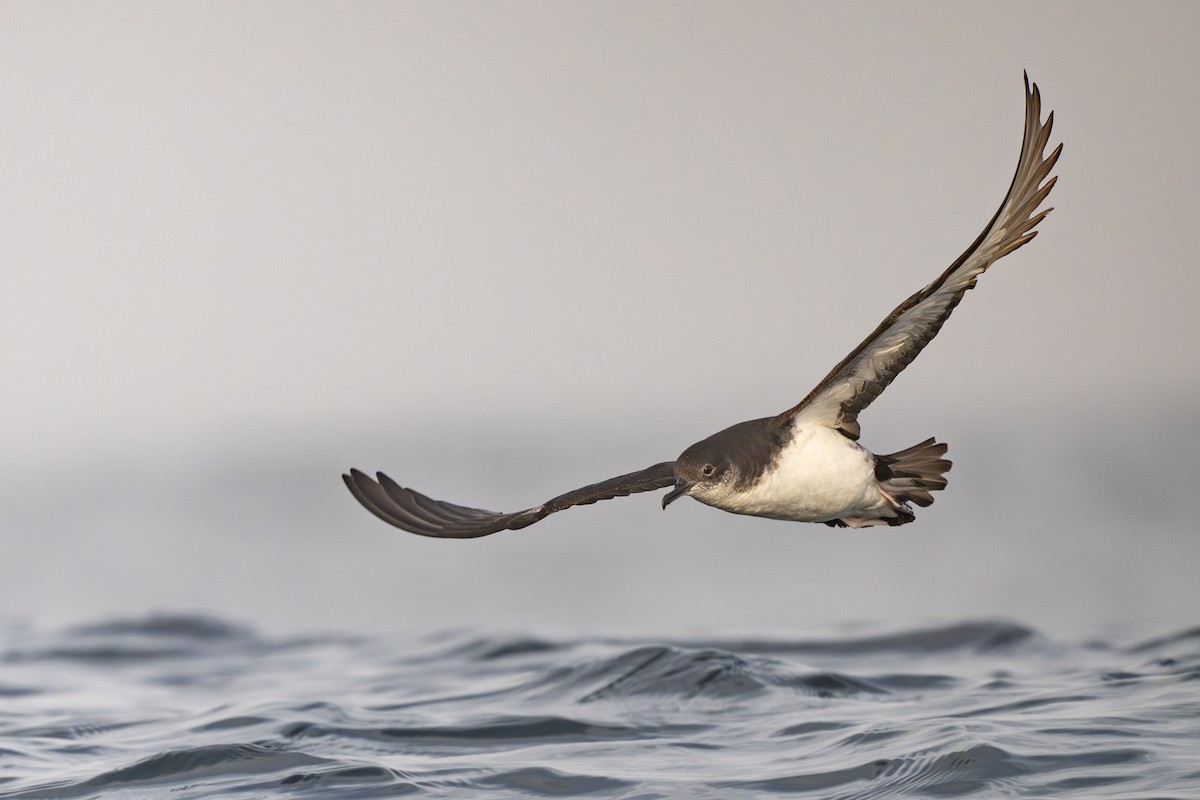 Manx Shearwater - ML640319727
