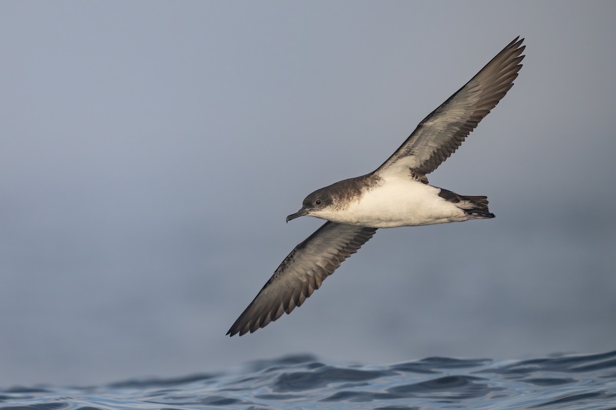 Manx Shearwater - ML640319728