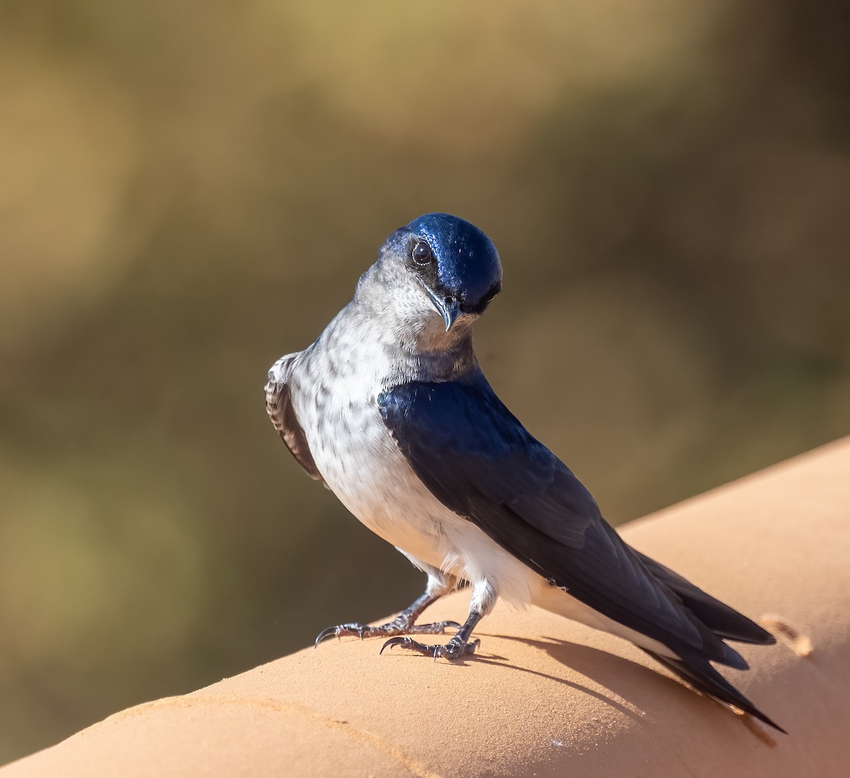 Gray-breasted Martin - ML640319739