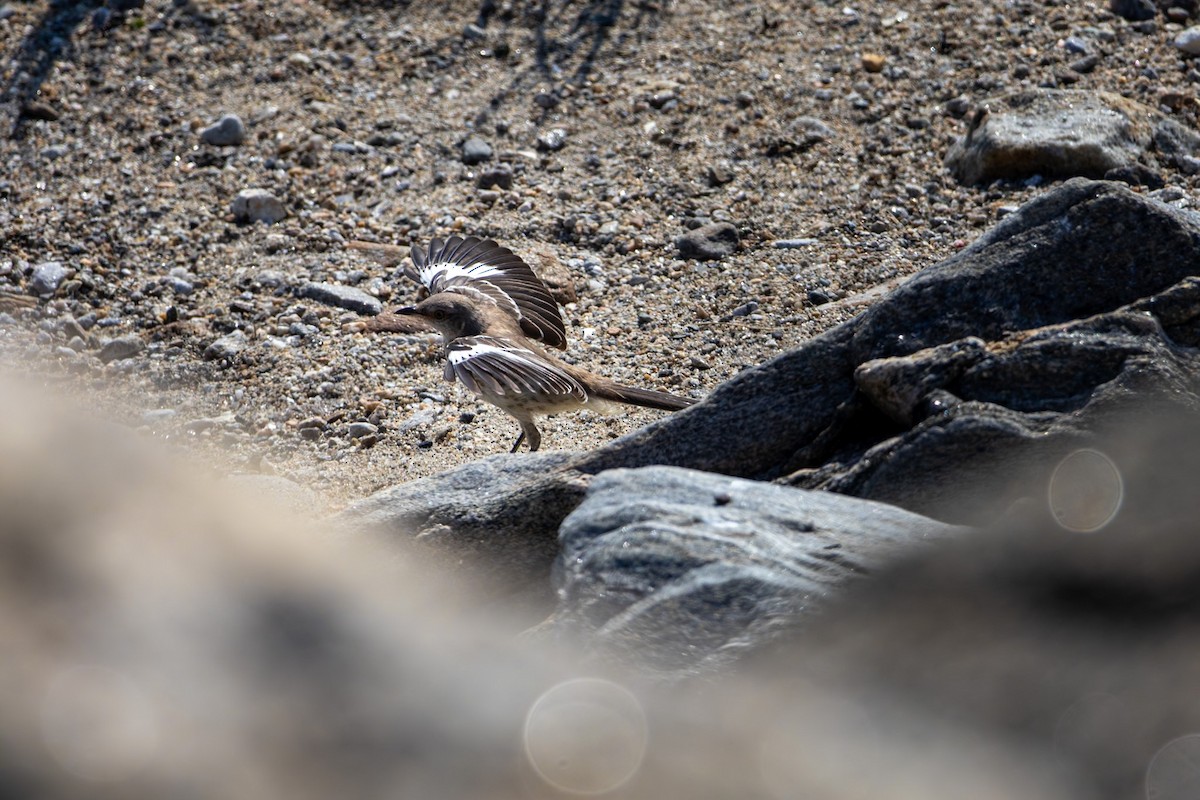 Northern Mockingbird - ML640319741