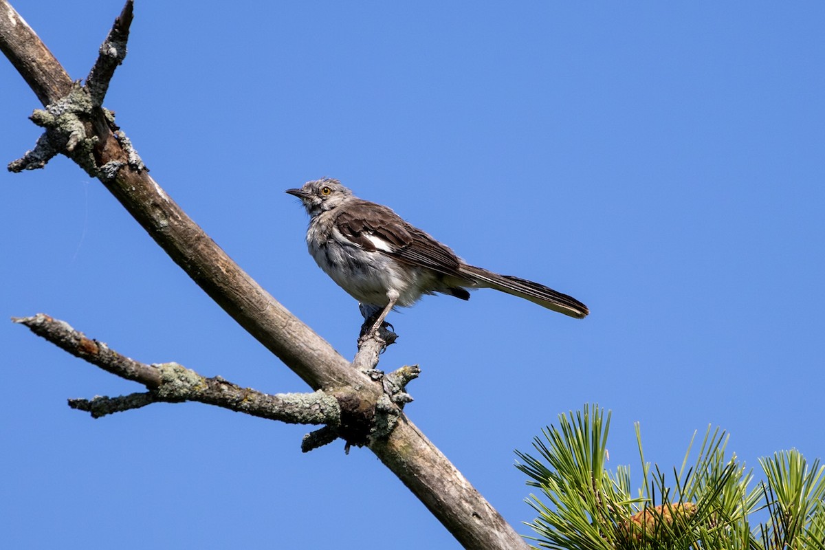 Northern Mockingbird - ML640319742