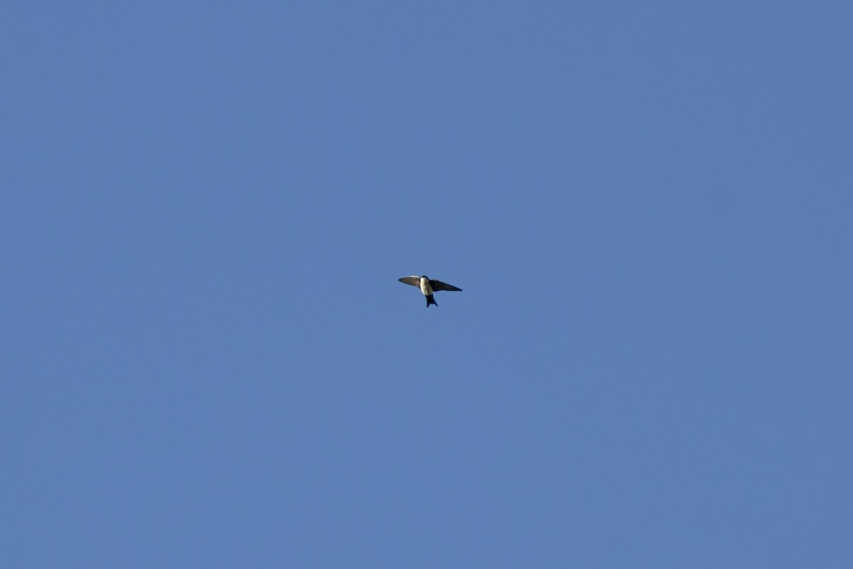 Blue-and-white Swallow - ML640319750