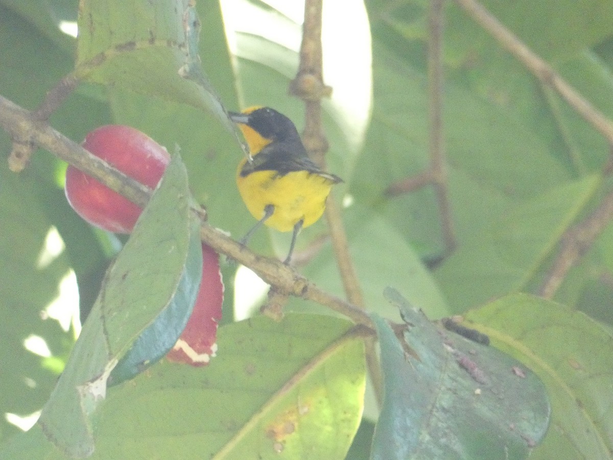 Violaceous Euphonia - ML640319764