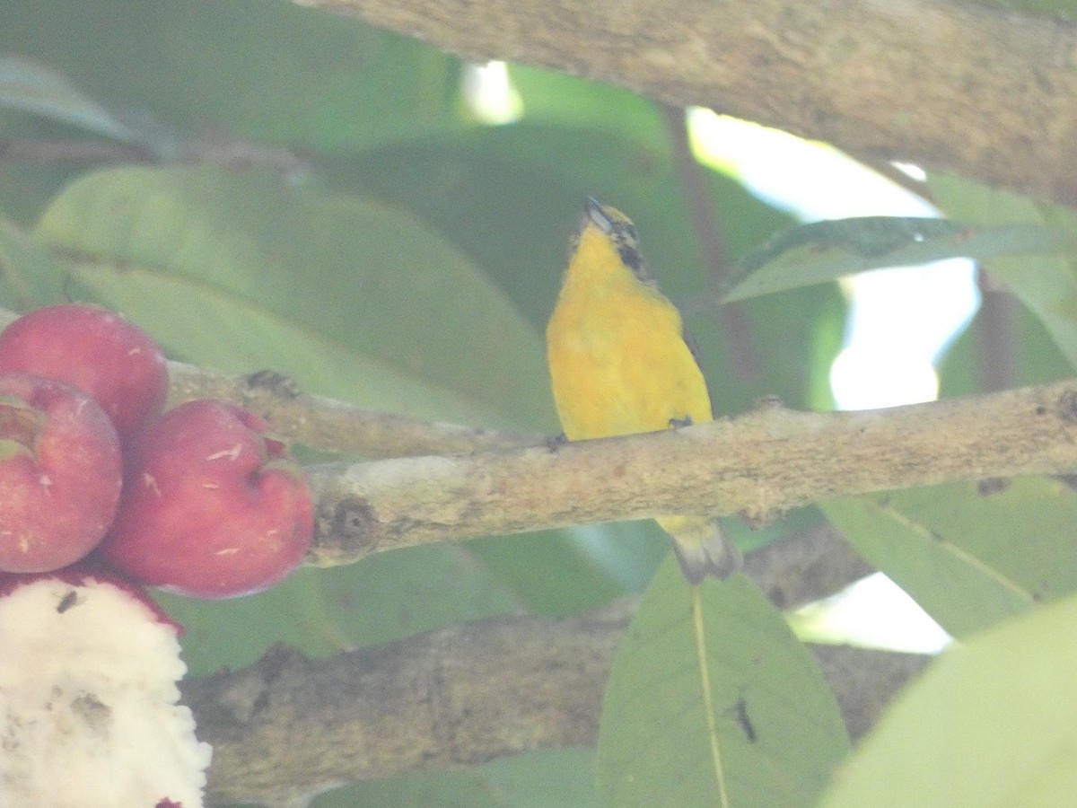Violaceous Euphonia - ML640319765