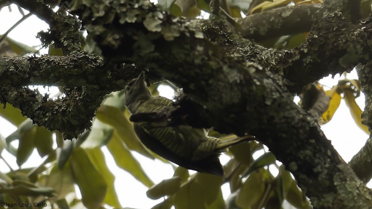Fine-banded Woodpecker - ML640319768